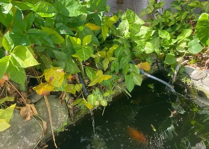Chales Marissol Ubatuba